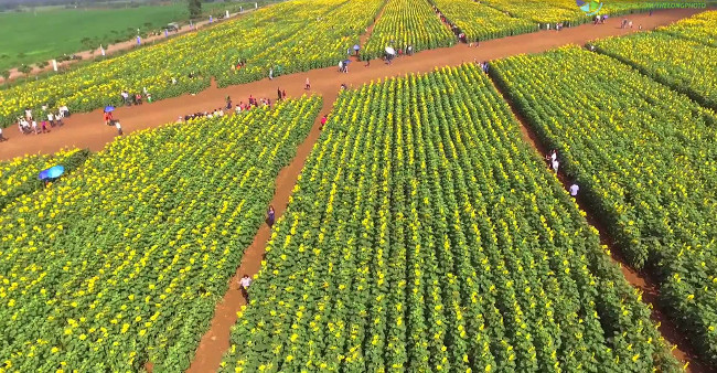 From A to Z travel experience watching sunflower Nghe An Picture 3