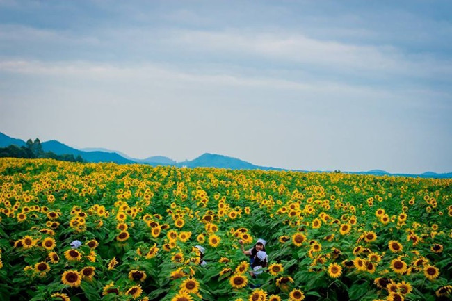 From A to Z travel experience watching sunflower Nghe An Picture 4