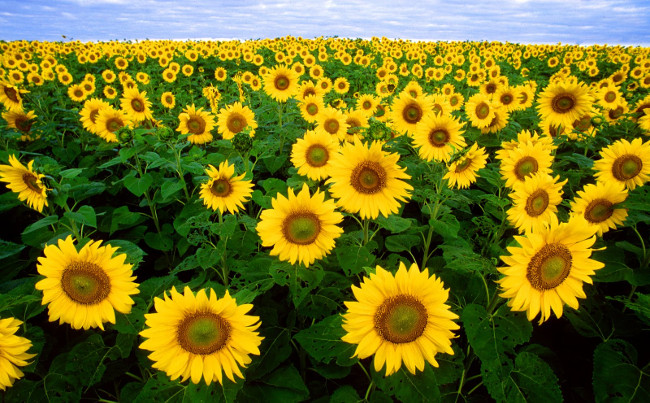 From A to Z travel experience watching sunflower Nghe An Picture 9