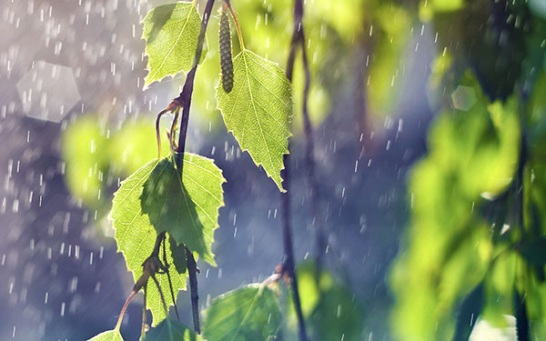 Full HD rain wallpaper for those you are sad Picture 28