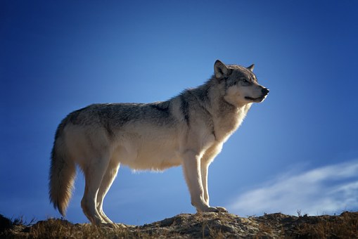 Full HD wolf wallpapers for computers Picture 13