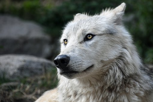Full HD wolf wallpapers for computers Picture 15