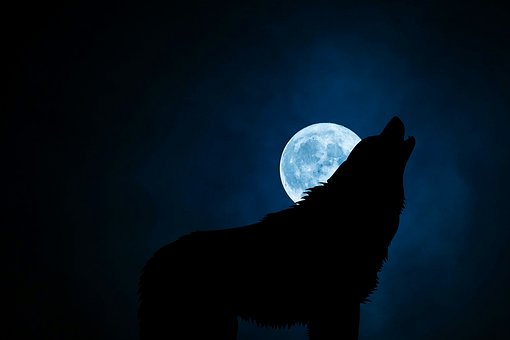 Full HD wolf wallpapers for computers Picture 25