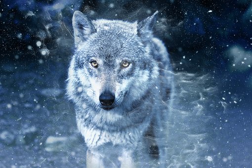 Full HD wolf wallpapers for computers Picture 28