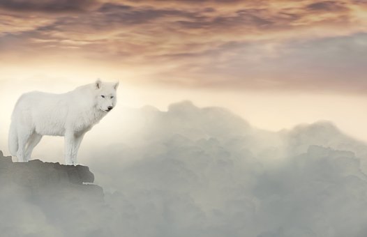 Full HD wolf wallpapers for computers Picture 30