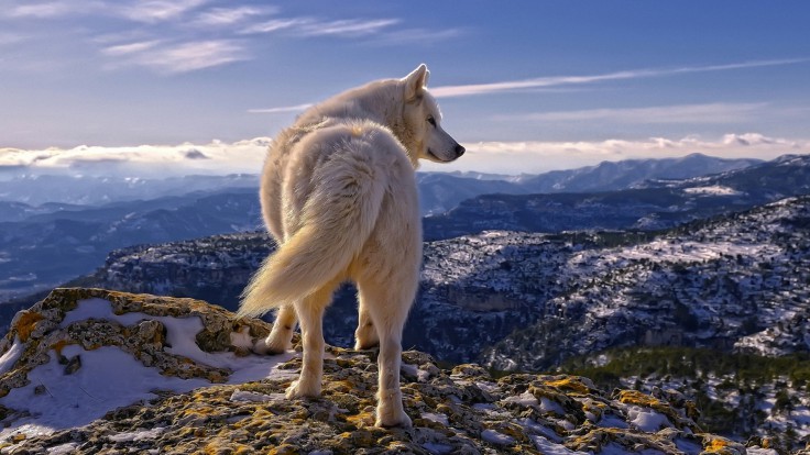 Full HD wolf wallpapers for computers Picture 8