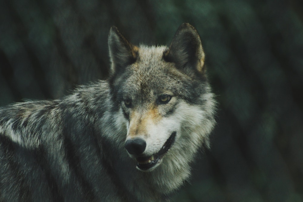 Full HD wolf wallpapers for computers Picture 9