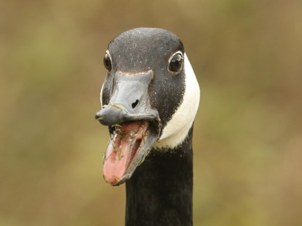 Funny moments of the animals Picture 11