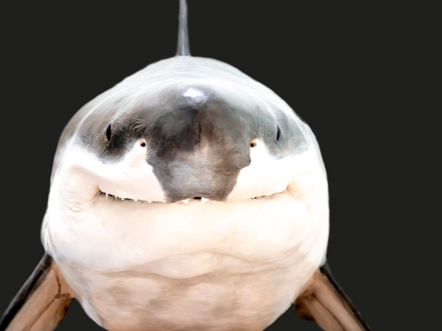 Funny moments of the animals Picture 8