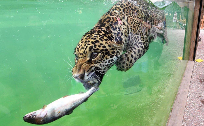 Funny photo series in Photoshop battle of photo developers (Part 2) Picture 11