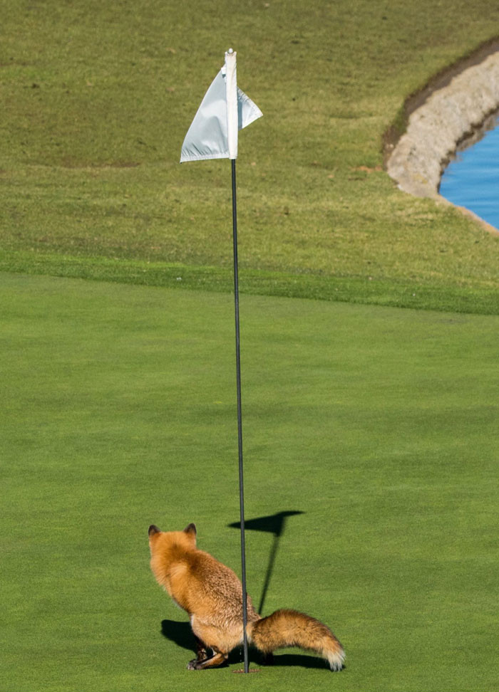 Funny photo series in Photoshop battle of photo developers (Part 2) Picture 21