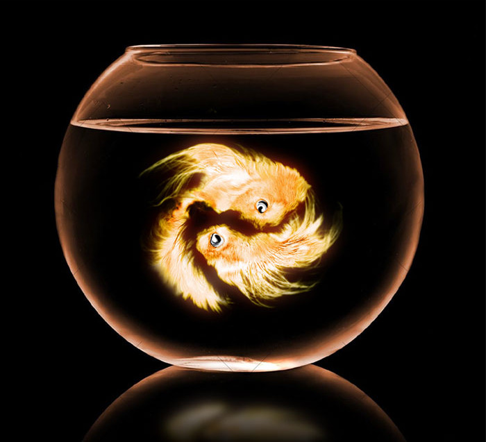 Funny photo series in Photoshop battle of photo developers (Part 2) Picture 24