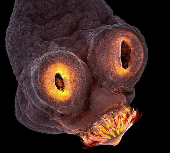 Funny photo series in Photoshop battle of photo developers (Part 2) Picture 25