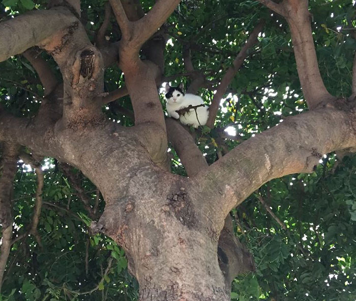 Funny photo series in Photoshop battle of photo developers (Part 2) Picture 33