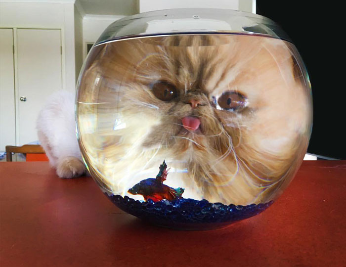 Funny photo series in Photoshop battle of photo developers (Part 2) Picture 37