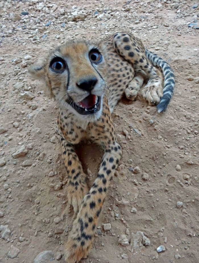 Funny photo series in Photoshop battle of photo developers (Part 2) Picture 47