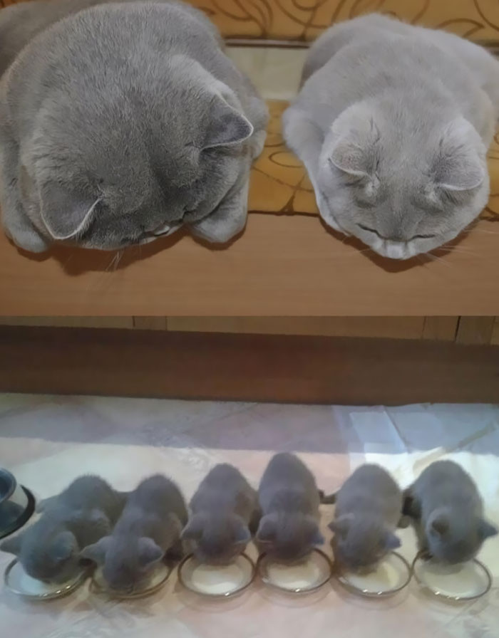 Funny photo series in Photoshop battle of photo developers (Part 2) Picture 51