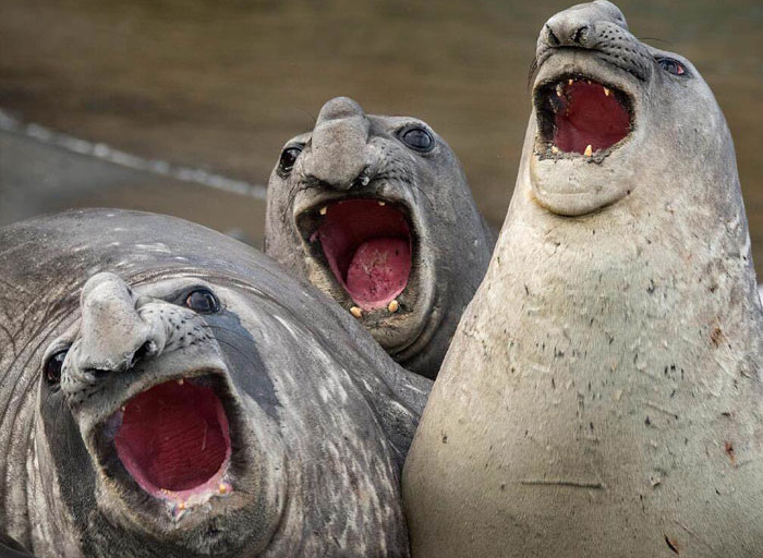 Funny photo series in Photoshop battle of photo developers (Part 2) Picture 7