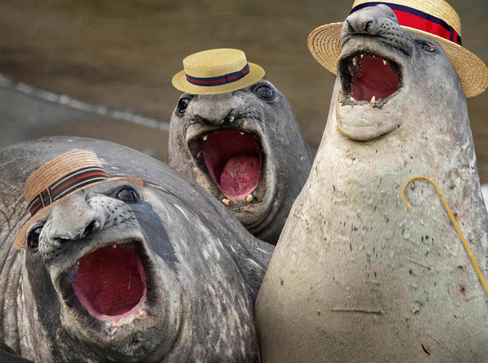 Funny photo series in Photoshop battle of photo developers (Part 2) Picture 8