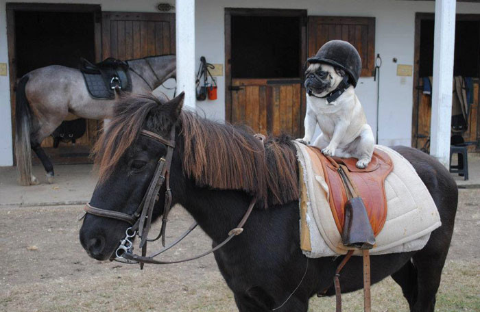 Funny photo series in Photoshop battle of photo developers (Part 4) Picture 43