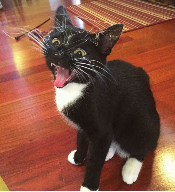 Funny photo series in Photoshop battle of photo developers (Part 4) Picture 49