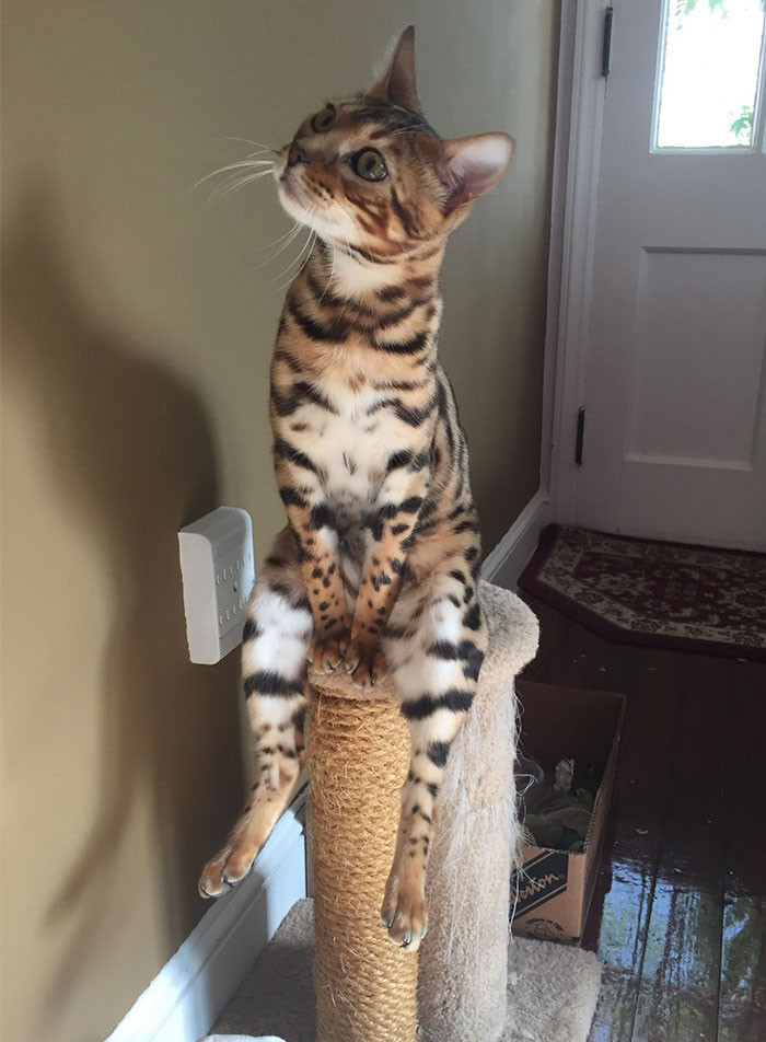 Funny photo series in Photoshop battle of photo developers (Part 4) Picture 9