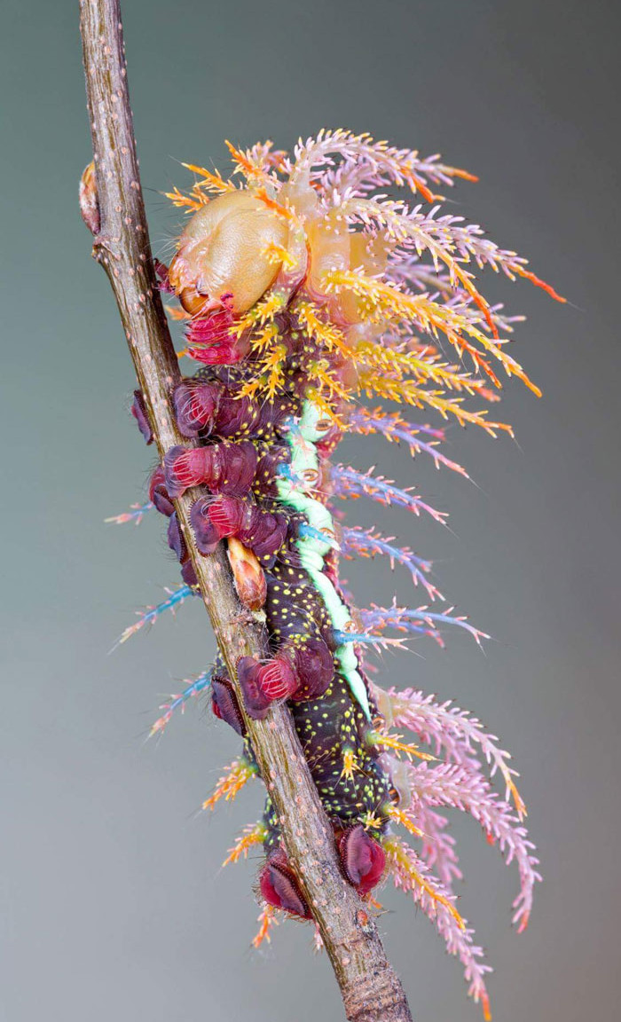 Funny photo series in Photoshop battle of photo-making experts (Part 1) Picture 11