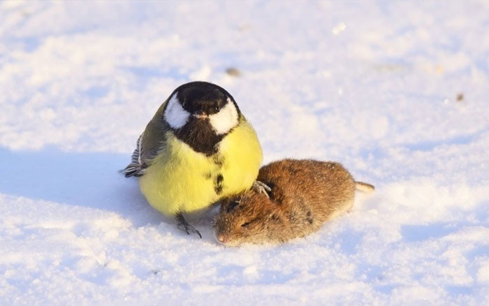 Funny photo series in Photoshop battle of photo-making experts (Part 1) Picture 15