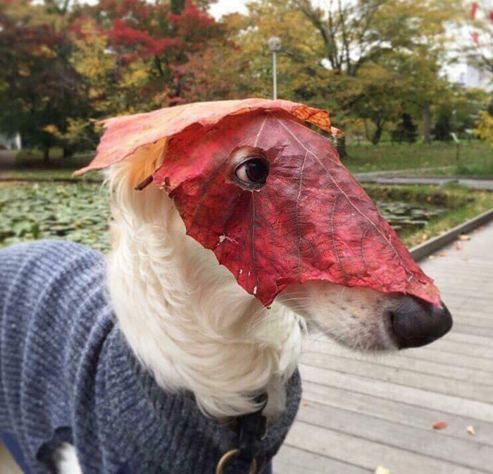 Funny photo series in Photoshop battle of photo-making experts (Part 1) Picture 17