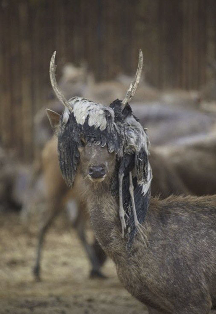 Funny photo series in Photoshop battle of photo-making experts (Part 1) Picture 19