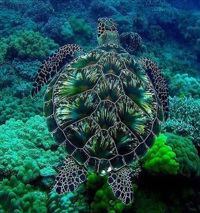 Funny photo series in Photoshop battle of photo-making experts (Part 1) Picture 21