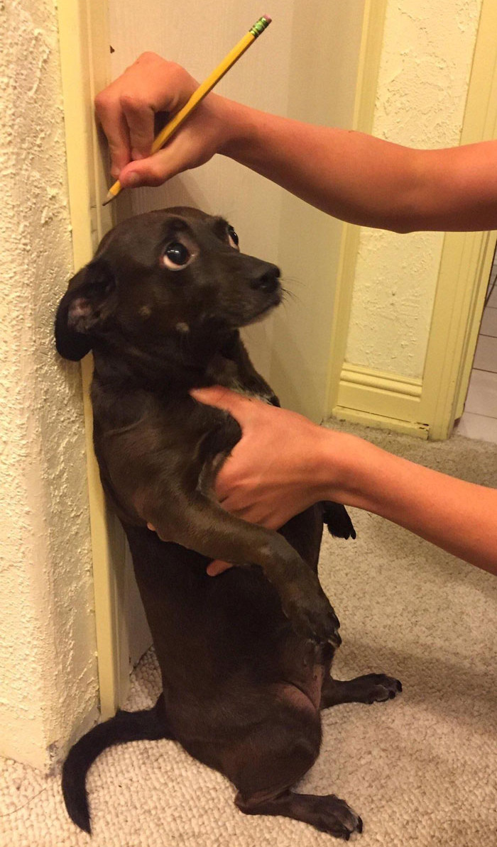 Funny photo series in Photoshop battle of photo-making experts (Part 1) Picture 27