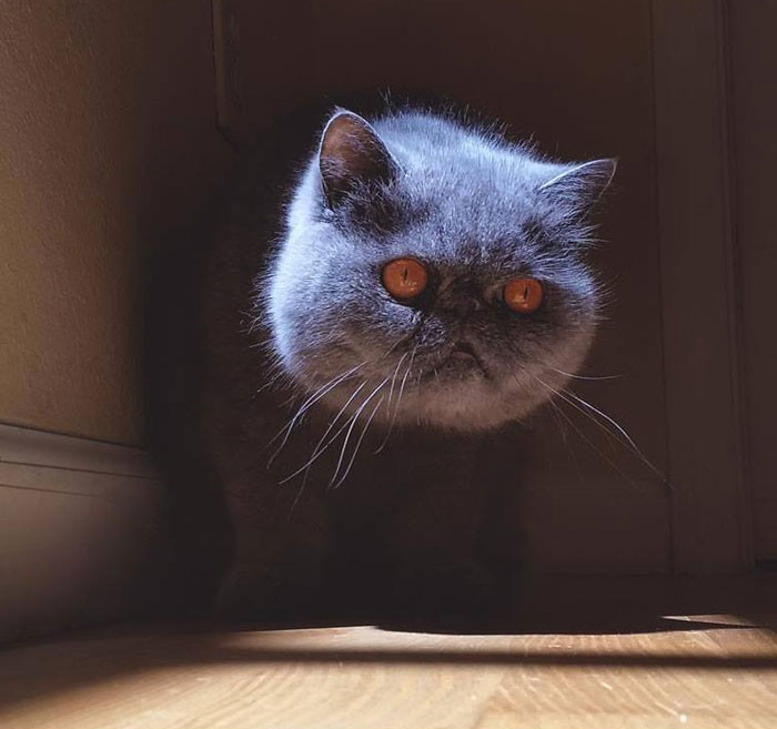 Funny photo series in Photoshop battle of photo-making experts (Part 1) Picture 40