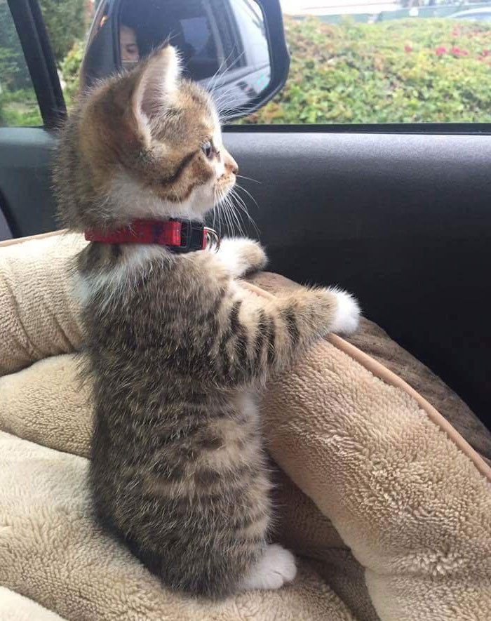 Funny photo series in Photoshop battle of photo-making experts (Part 1) Picture 44