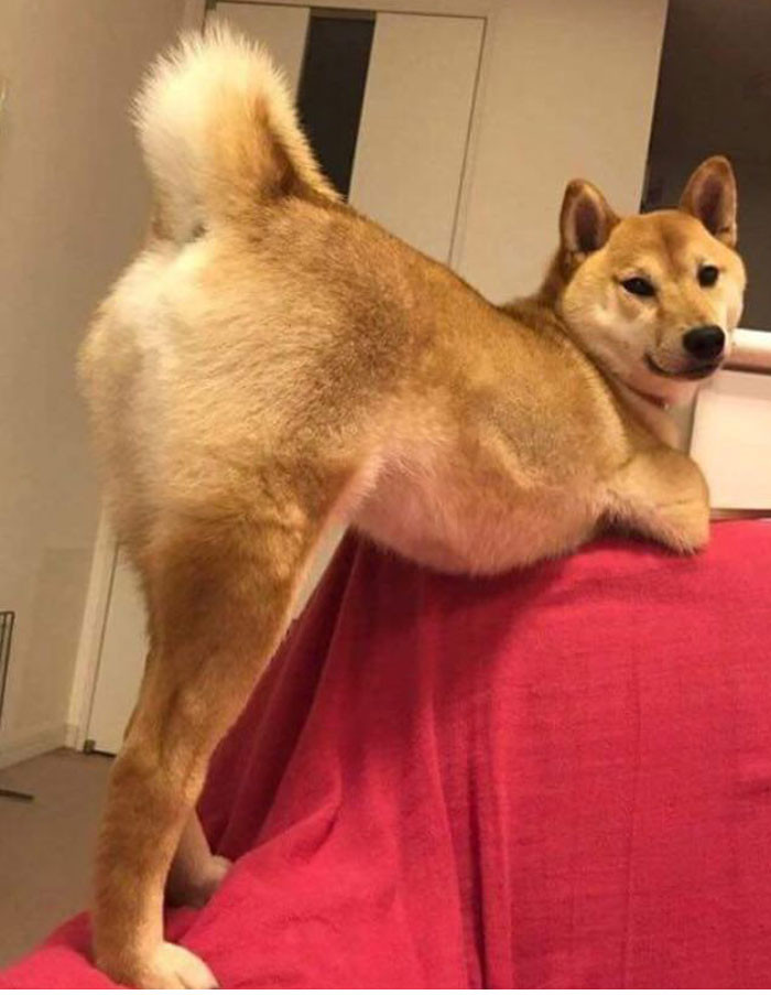 Funny photo series in Photoshop battle of photo-making experts (Part 1) Picture 46