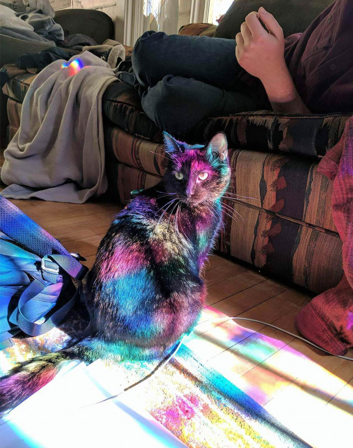 Funny photo series in Photoshop battle of photo-making experts (Part 1) Picture 7