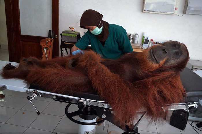 Funny photo series in Photoshop battle of photo-making experts (Part 5) Picture 13