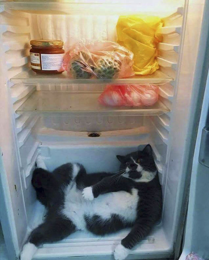 Funny photo series in Photoshop battle of photo-making experts (Part 5) Picture 19