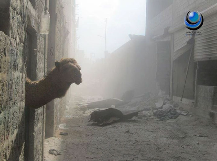 Funny photo series in Photoshop battle of photo-making experts (Part 5) Picture 9