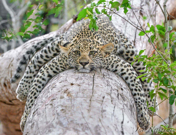 Funny series in Photoshop battle of photo-making experts (Part 3) Picture 33