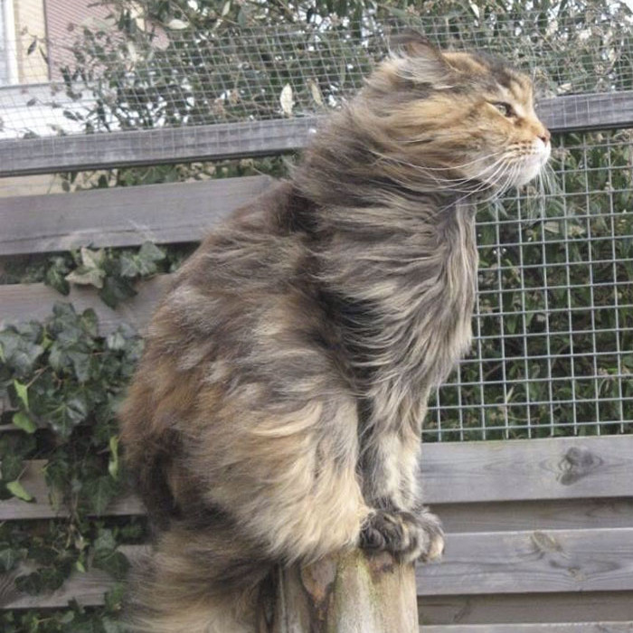 Funny series in Photoshop battle of photo-making experts (Part 3) Picture 35