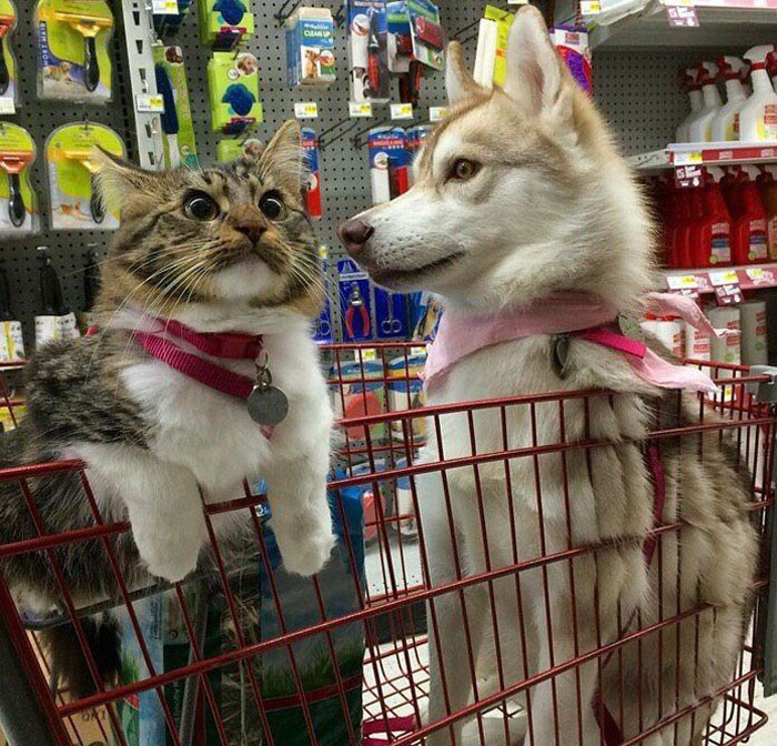 Funny series in Photoshop battle of photo-making experts (Part 3) Picture 58