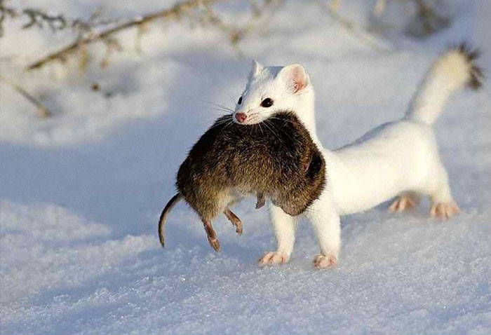 Funny series in Photoshop battle of photo-making experts (Part 3) Picture 60