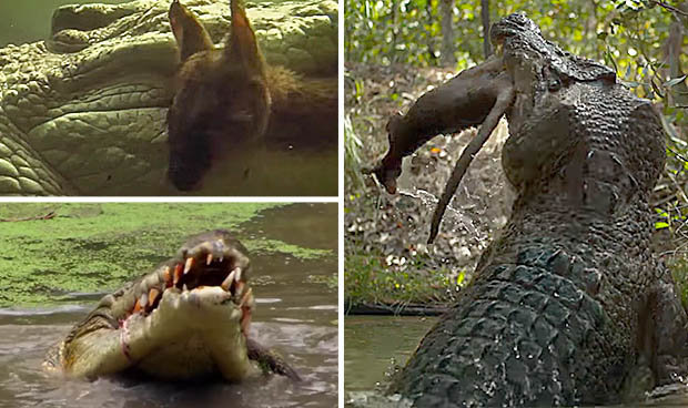 Giant crocodile wrecks, tearing kangaroo in the blink of an eye