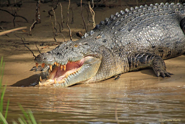 Giant crocodile wrecks, tearing kangaroo in the blink of an eye