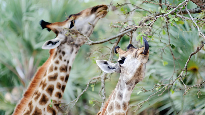 Giraffes have a long neck not to eat leaves on the tops of trees? Picture 1