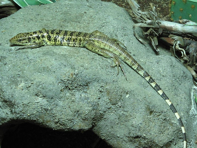 Global warming is killing intestinal bacteria in lizards Picture 1