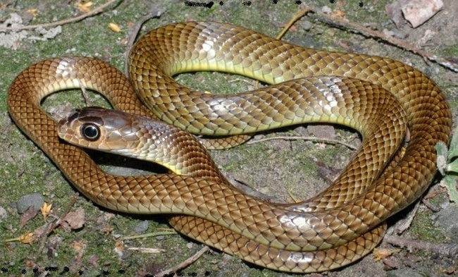 Going on the wrong road, the rat snake is re-eaten by the tiger with the lord Picture 2