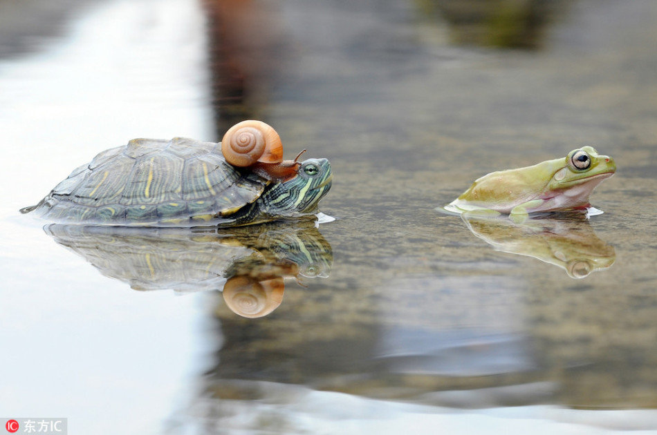 Good turtles carry both frogs and snails through the small creek Picture 4