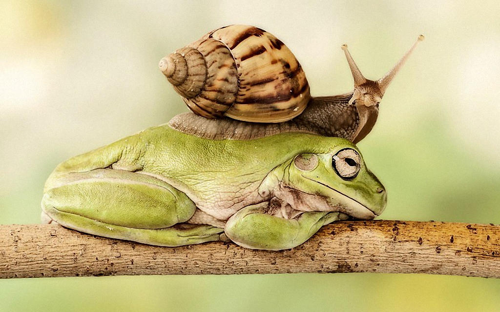 Good turtles carry both frogs and snails through the small creek Picture 7